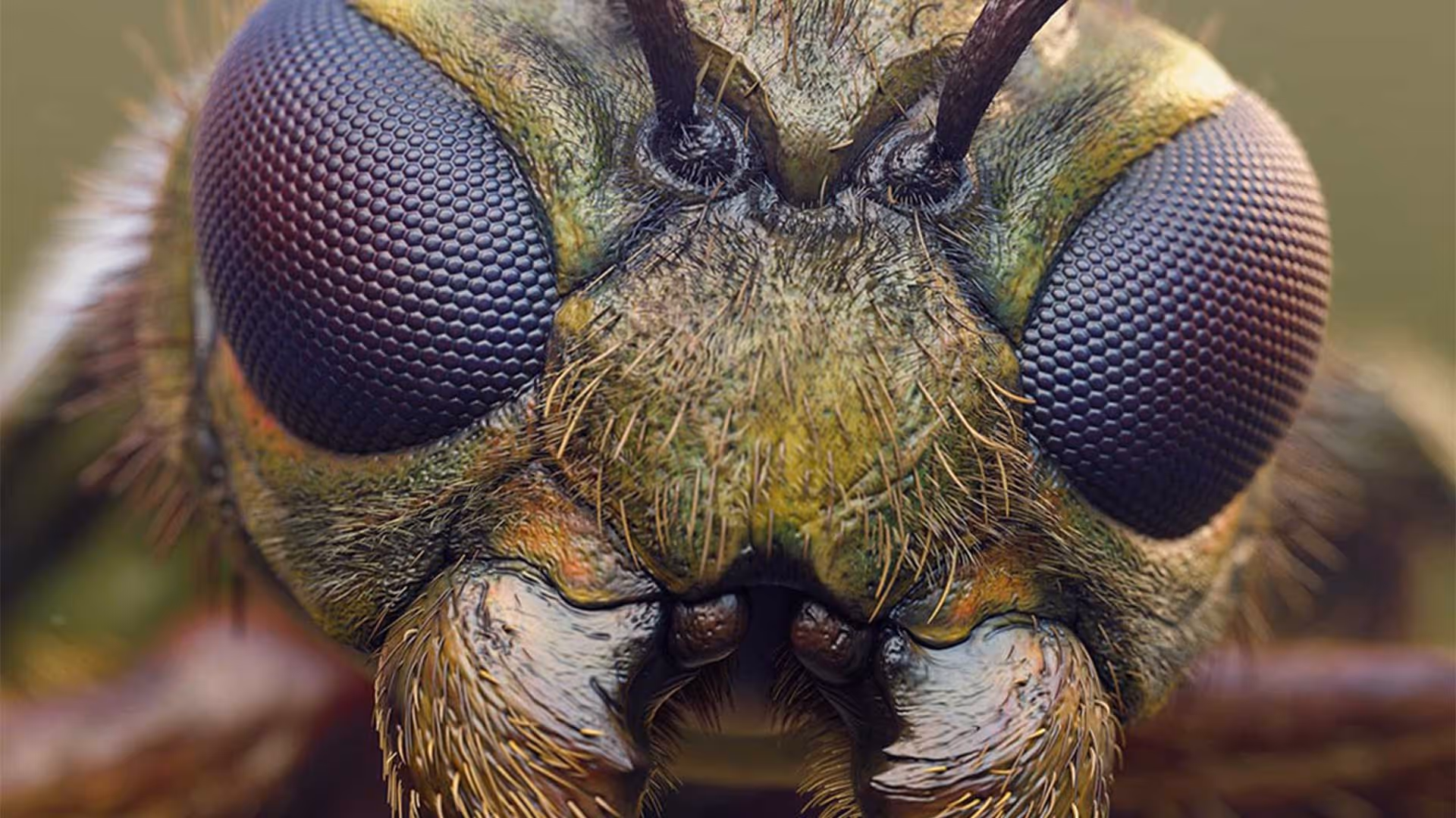 Insect Detailing Brushes for ZBrush
