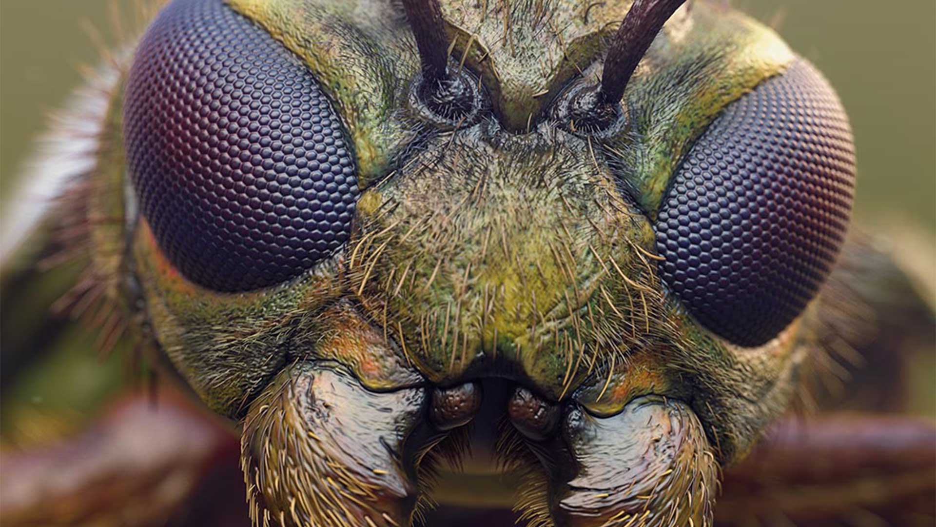Insect Detailing Brushes for ZBrush