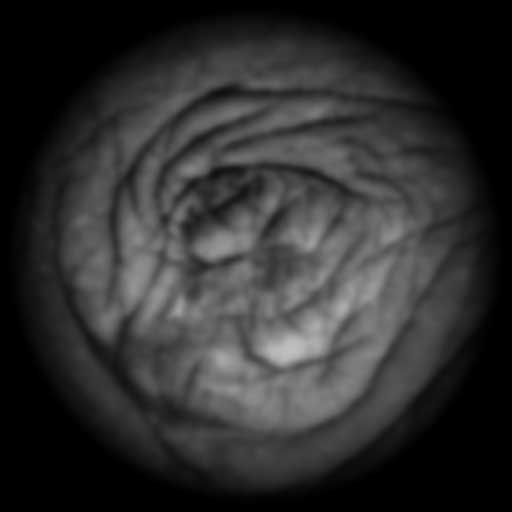 Elephant eye skin