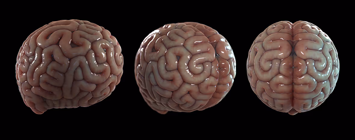 ‘Brainy’ stuff…