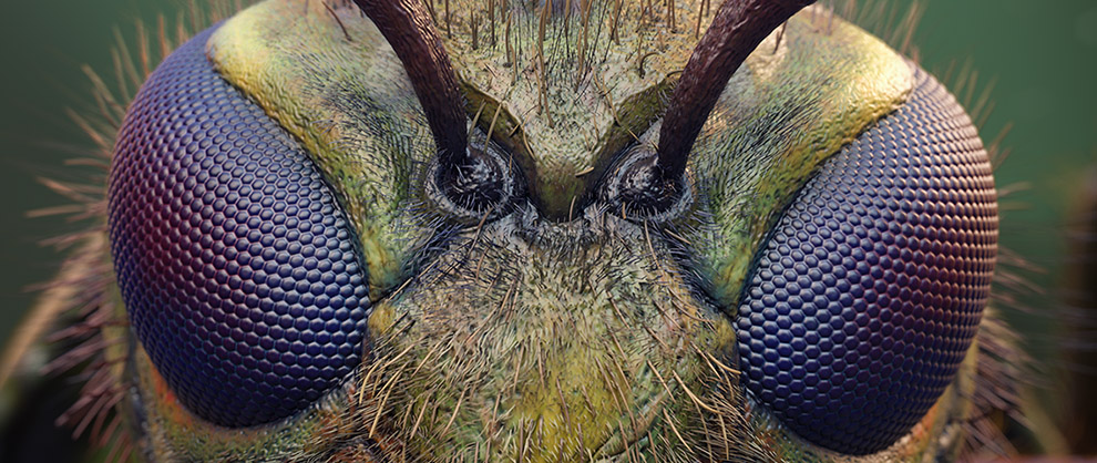 Insect Eye Sculpted Pattern