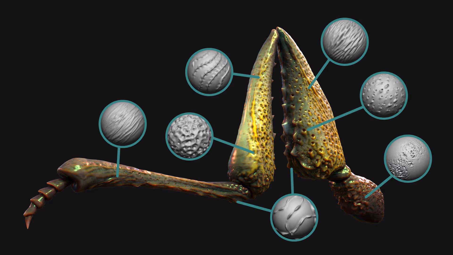 Insect Detailing Brushes for ZBrush