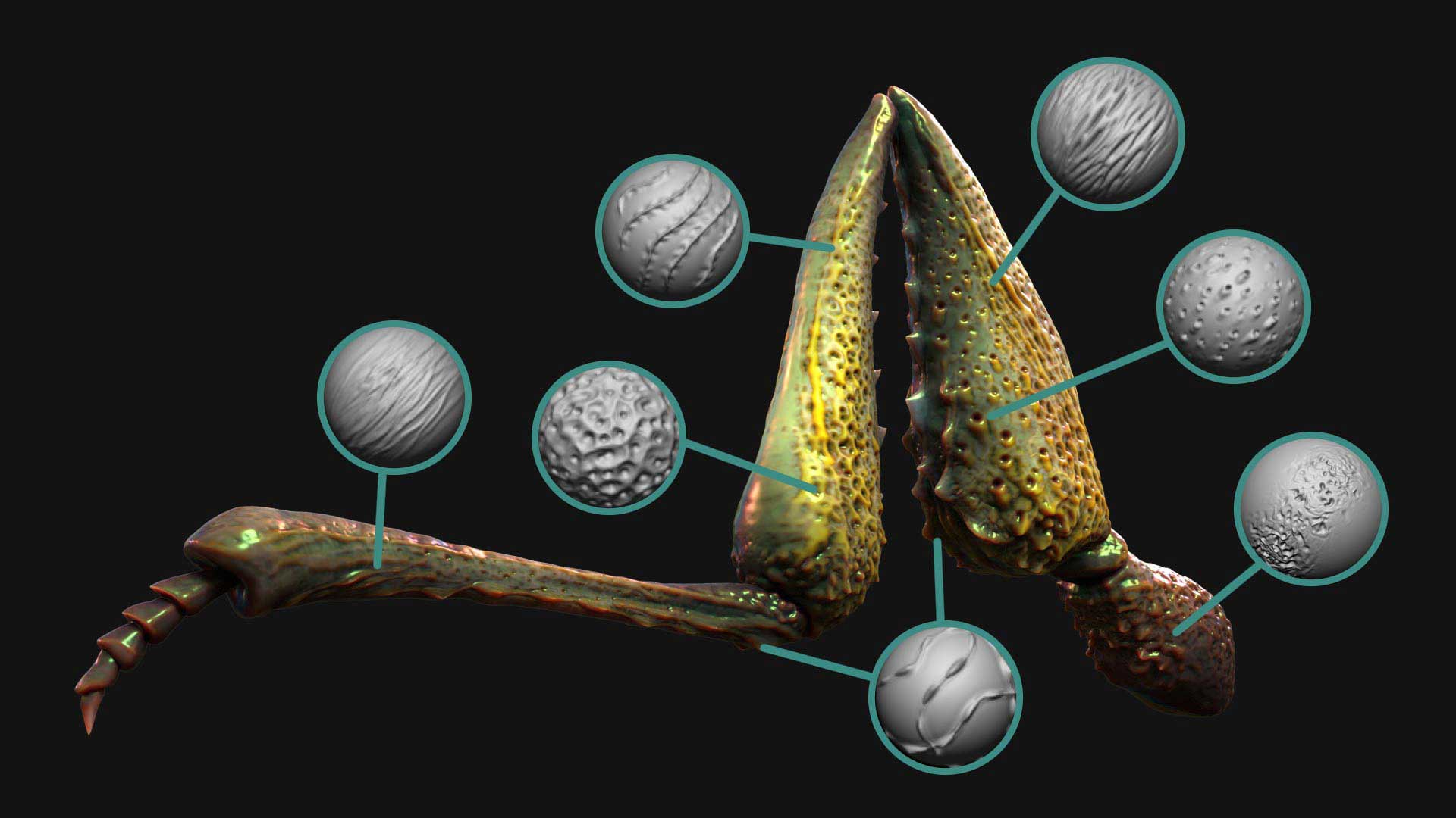 Insect Detailing Brushes for ZBrush