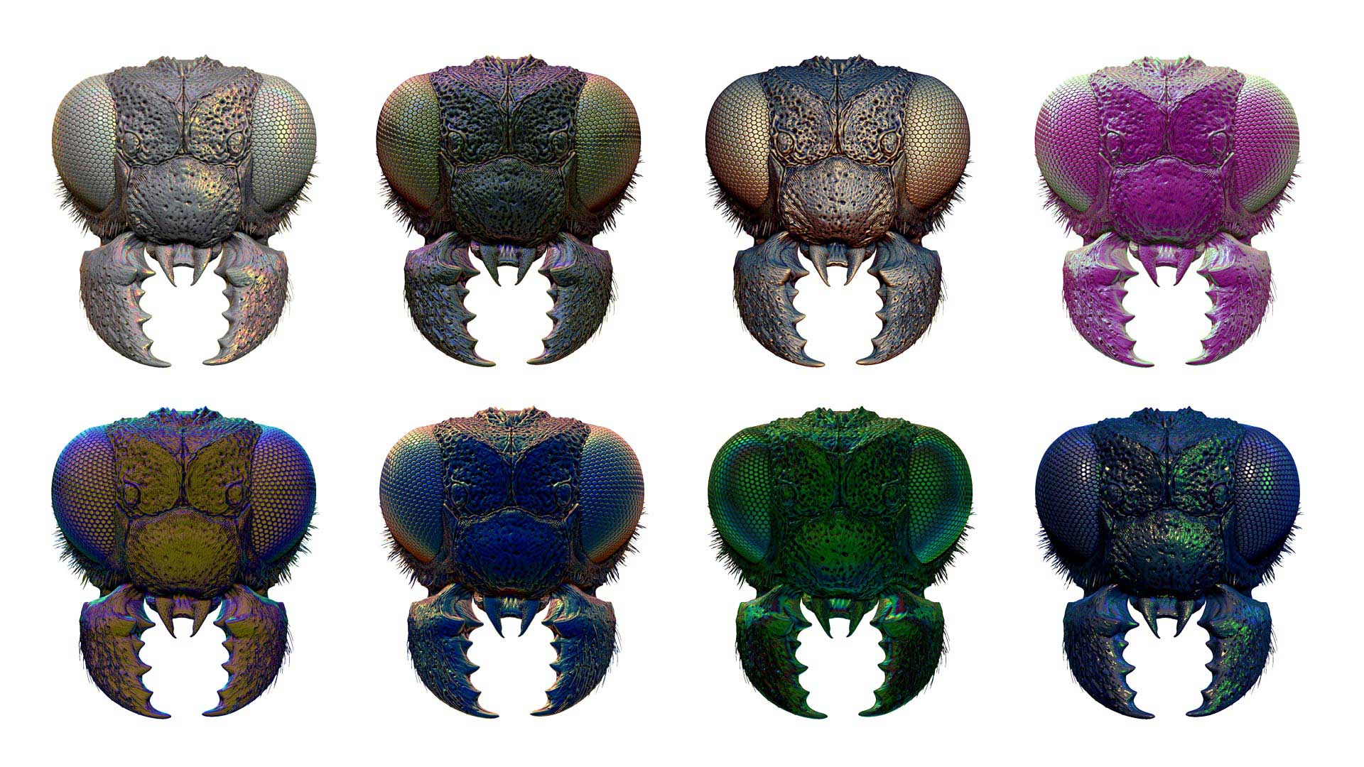 Insect Detailing Brushes for ZBrush