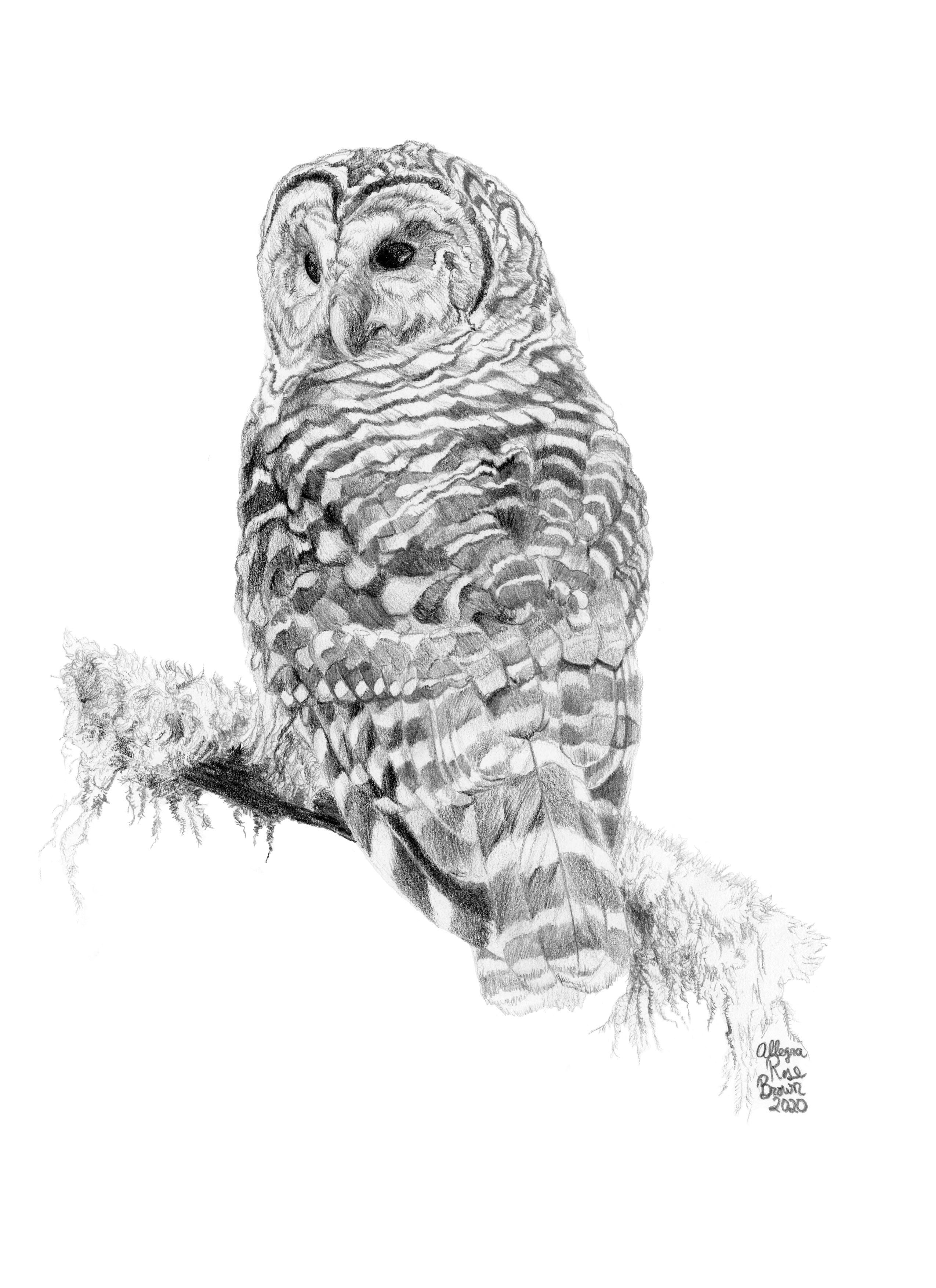 Phil, 11x15", watercolor on paper