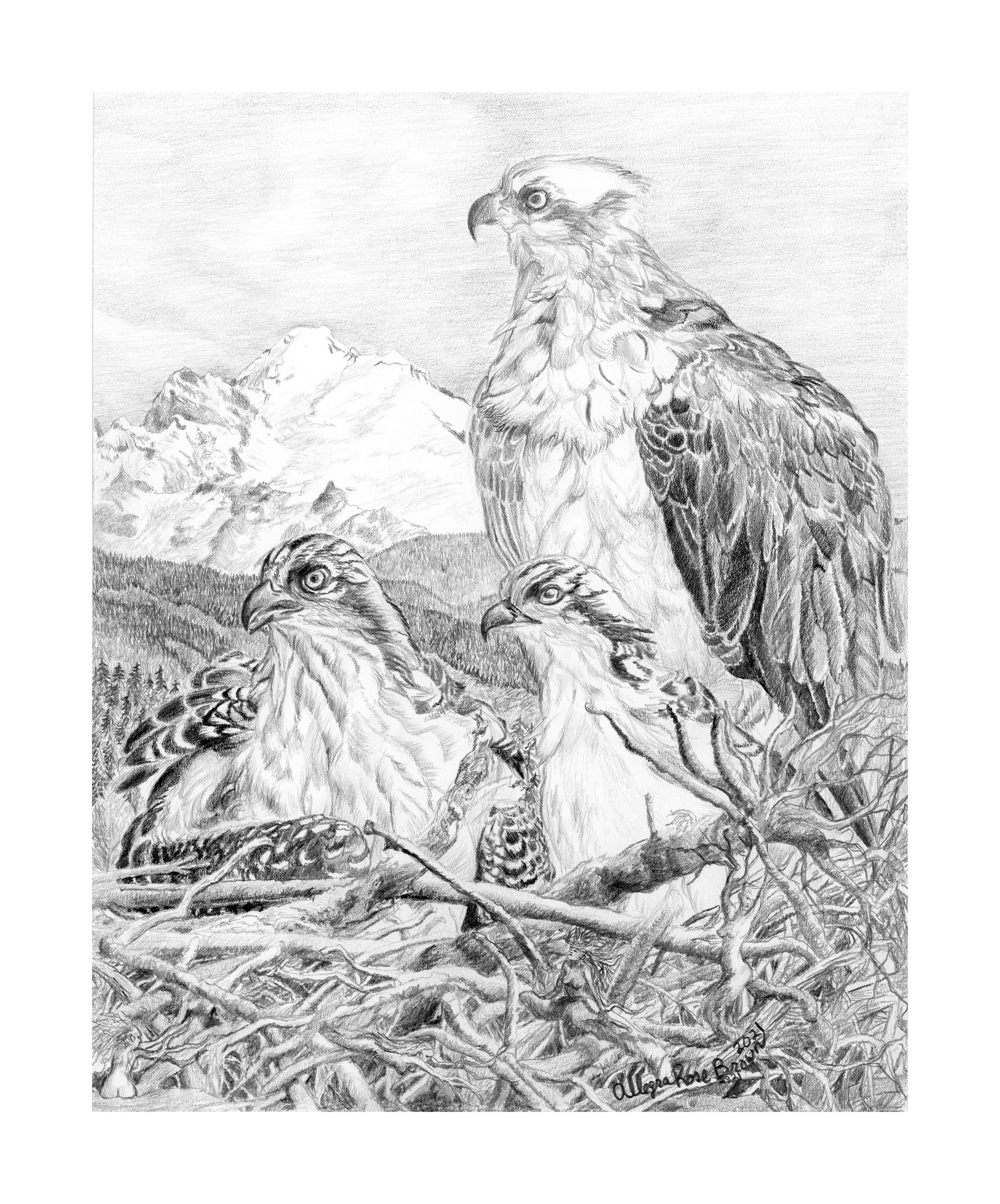 Phil, 11x15", watercolor on paper