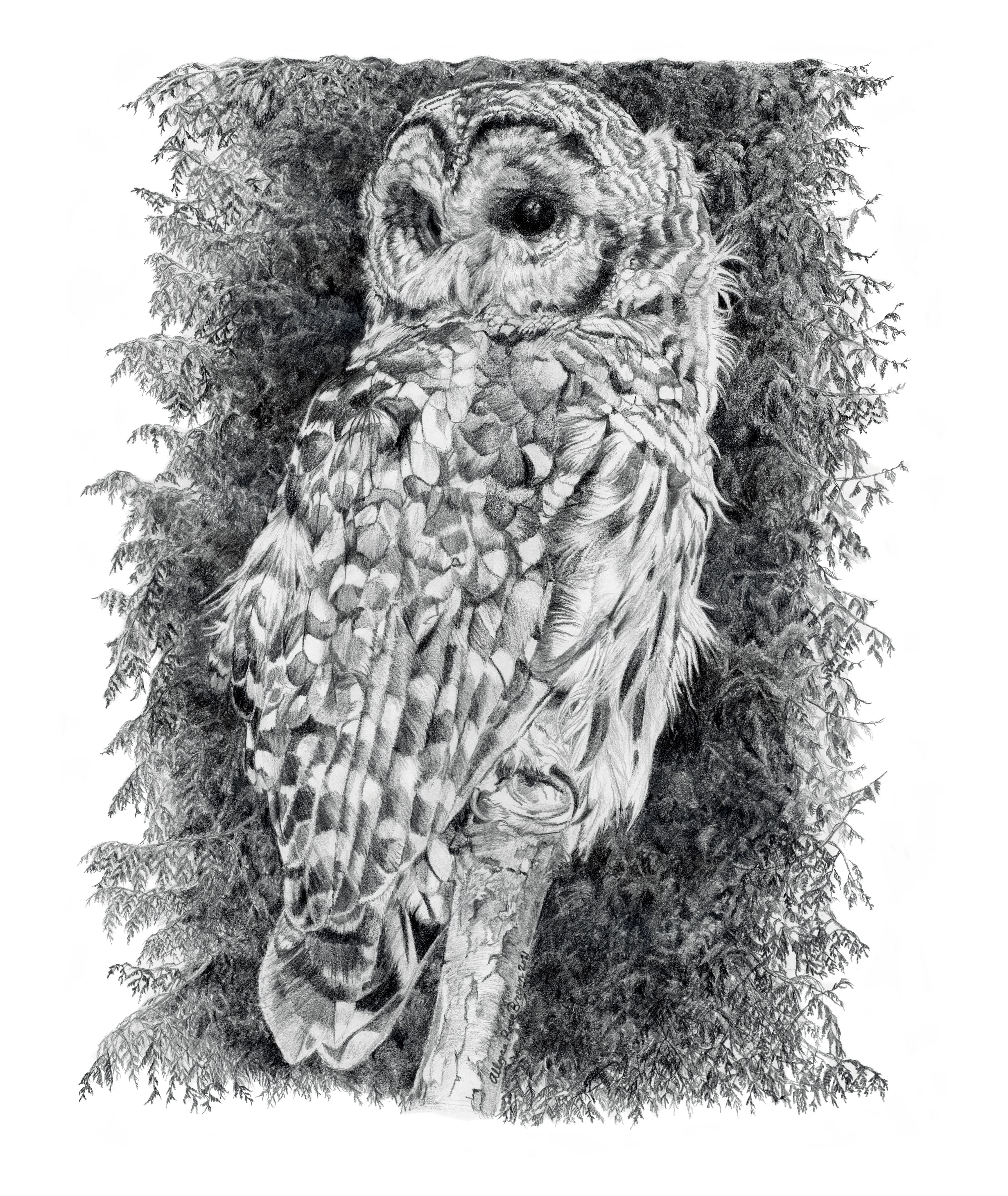 Phil, 11x15", watercolor on paper