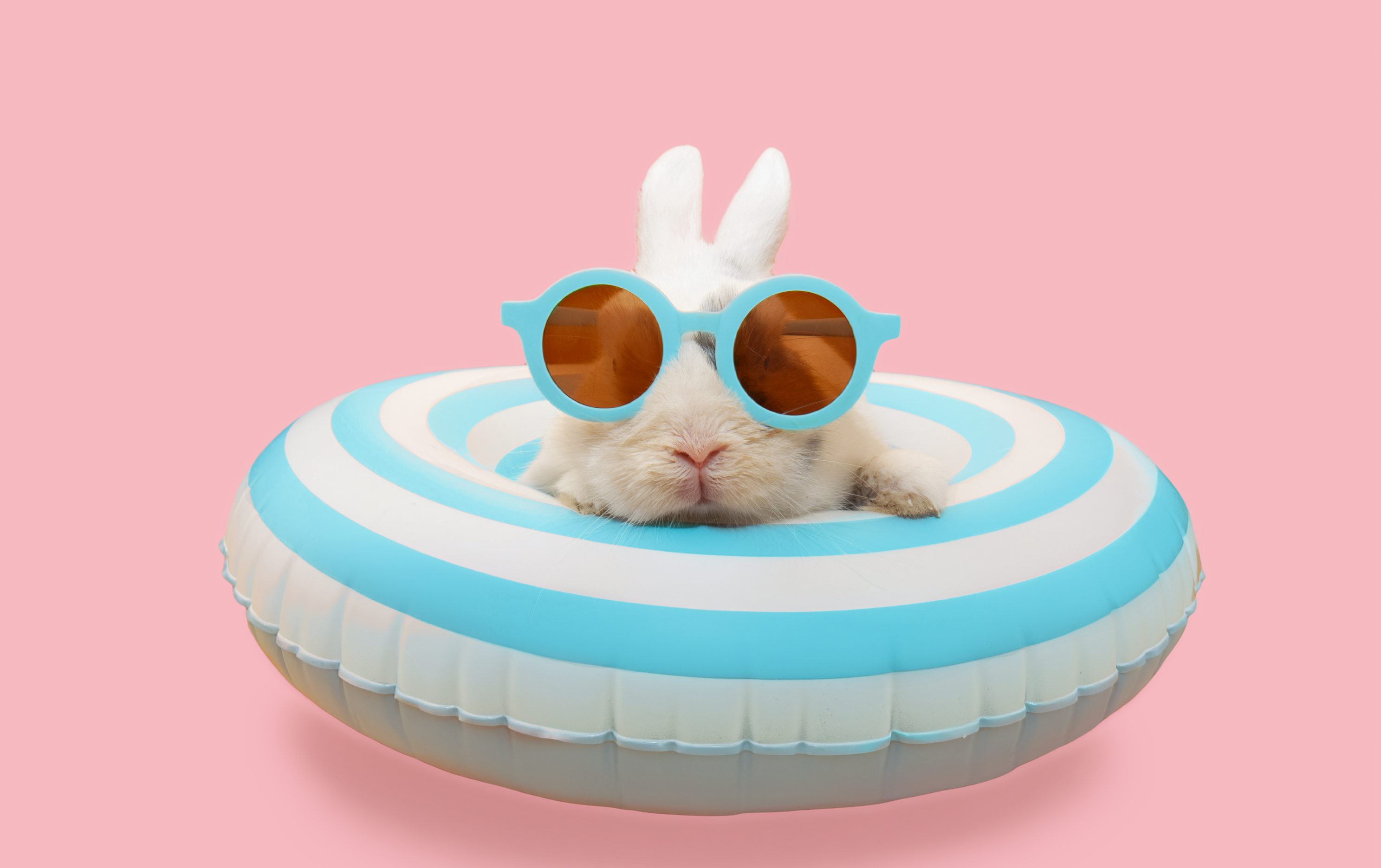 Against a pink backdrop, a white bunny looks at the camera wearing blue sunglasses sitting in a rubber-swimming ring featuring blue and white stripes.