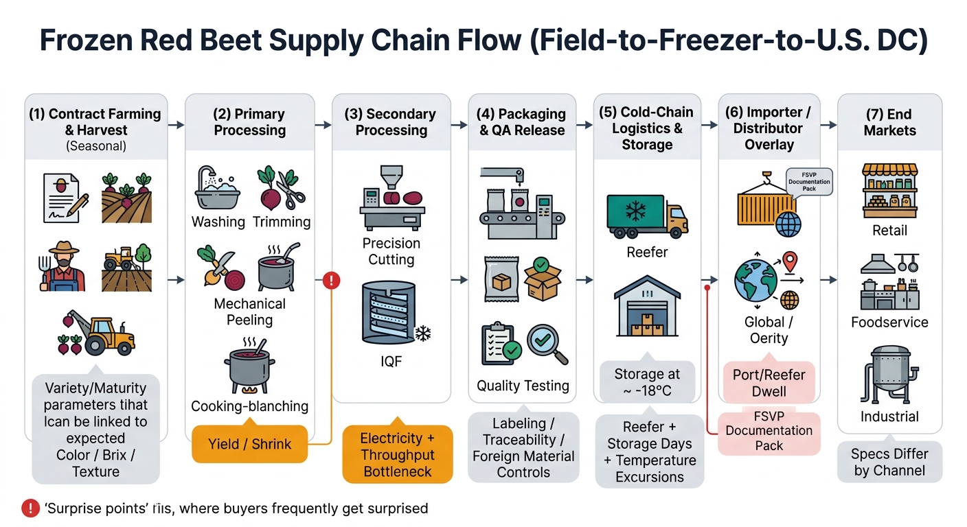 A process flow diagram showing the end-to-end movement of frozen red beets from contract farming and harvest through primary processing, secondary processing (IQF/block freezing), packaging and QA, cold-chain logistics and storage at ~-18°C, importer/distributor FSVP documentation overlay, and end markets, with surprise points for capacity allocation, energy spikes, and port/reefer dwell.