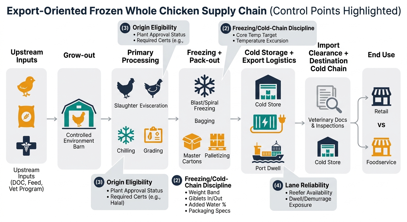 A left-to-right supply chain flow showing: Upstream inputs (DOC, feed, vet program) → Grow-out → Primary processing (slaughter/evisceration/chilling/grading) → Freezing + pack-out (blast/spiral freezing, bagging, master cartons, palletizing) → Cold storage + export logistics (cold store, reefer container, port dwell) → Import clearance + destination cold chain (veterinary docs, inspections, destination cold store) → End use (retail vs foodservice). Overlay callouts for four procurement control points: spec comparability, freezing/cold-chain discipline, origin eligibility, and lane reliability.