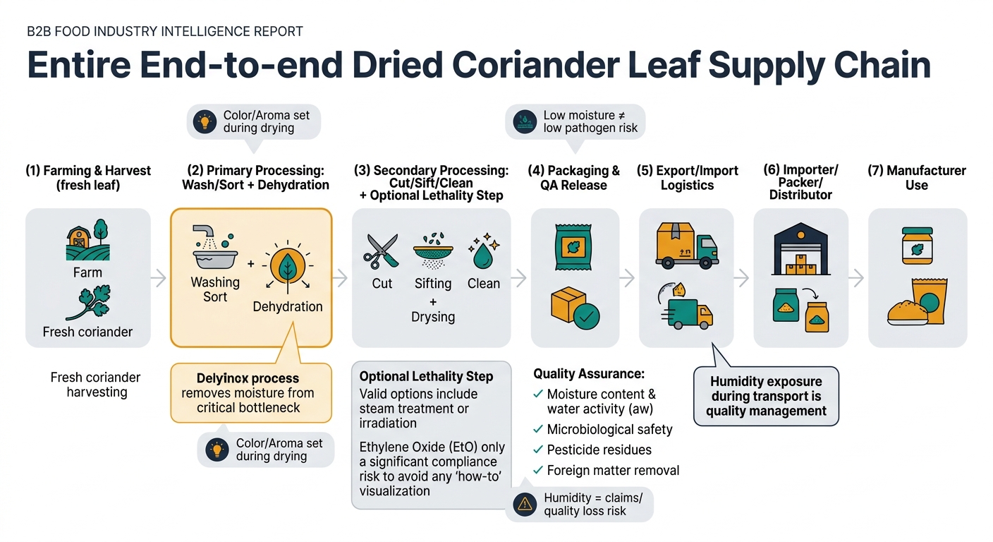 A left-to-right flow diagram showing the industrial path of dried coriander leaf, emphasizing dehydration as the central transformation step, with stages from farming and harvest through processing, QA release, logistics, importer/packer, and manufacturer use, plus callouts on color/aroma set during drying, low moisture pathogen risk, and humidity-driven claims/quality loss risk.