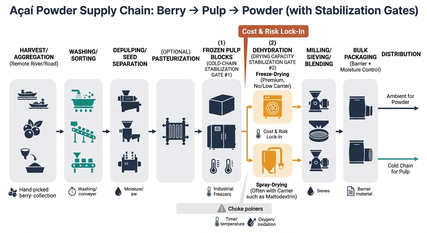 A left-to-right supply chain flow showing: Harvest/aggregation (remote river/road) → washing/sorting → depulping/seed separation → (optional) pasteurization → frozen pulp blocks (Cold-Chain Stabilization Gate #1) → dehydration (Drying Capacity Stabilization Gate #2) with a clear branch for Freeze-Drying (premium, no/low carrier) vs Spray-Drying (often with carrier such as maltodextrin) → milling/sieving/blending → bulk packaging (barrier + moisture control) → distribution (ambient for powder; cold chain for pulp). Emphasizes the two choke points with callouts 'Cost & Risk Lock-In' at frozen pulp and drying capacity, with small icon callouts for key risk drivers at each node (time/temperature, moisture/aw, oxygen/oxidation, documentation/COA).