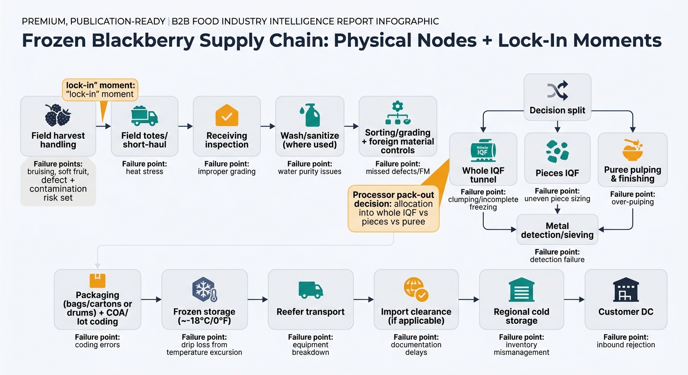 A left-to-right (or top-to-bottom) supply chain flow showing the physical movement of frozen blackberries with two clearly highlighted “lock-in” moments: (1) Harvest/field handling (defect + contamination risk set) and (2) Processor pack-out decision (allocation into whole IQF vs pieces vs puree). Include the main nodes: Field harvest → Field totes/short-haul → Receiving inspection → Wash/sanitize (where used) → Sorting/grading + foreign material controls → Decision split (Whole IQF tunnel / Pieces IQF / Puree pulping & finishing) → Metal detection/sieving → Packaging (bags/cartons or drums) + COA/lot coding → Frozen storage (~-18°C/0°F) → Reefer transport → Import clearance (if applicable) → Regional cold storage → Customer DC. Add small callouts for typical failure points at each node (e.g., bruising/soft fruit, foreign material, clumping/drip loss from temperature excursion), but keep it procurement-usable and not product-mockup-like.
