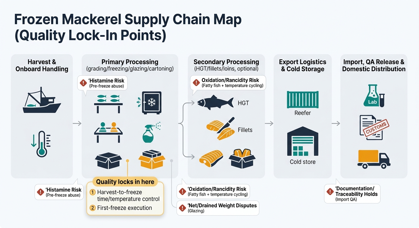 A node-by-node frozen mackerel supply chain flow from harvest and onboard handling through processing, logistics, and import QA, with callouts showing where quality locks in (harvest-to-freeze time/temperature control and first-freeze execution) and risk icons for histamine, oxidation/rancidity, glazing net/drained weight disputes, and documentation/traceability holds.