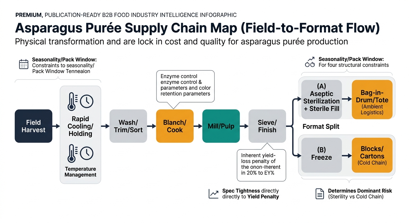 A left-to-right supply chain flow showing the physical transformation and decision points that lock in cost/quality: Field Harvest → Rapid Cooling/Holding (time/temperature callout) → Wash/Trim/Sort → Blanch/Cook (enzyme control + color retention callout) → Mill/Pulp → Sieve/Finish (yield-loss callout) → Format Split (two branches): (A) Aseptic Sterilization + Sterile Fill → Bag-in-Drum/Tote (ambient logistics) and (B) Freeze → Blocks/Cartons (cold chain). Add small side-notes/icons for the three structural constraints: seasonality/pack window, spec tightness = yield penalty, format determines dominant risk (sterility vs cold chain). Avoid any dashboard or software UI elements; keep it as an industrial process map with simple icons (thermometer, clock, sieve, drum, snowflake, container).