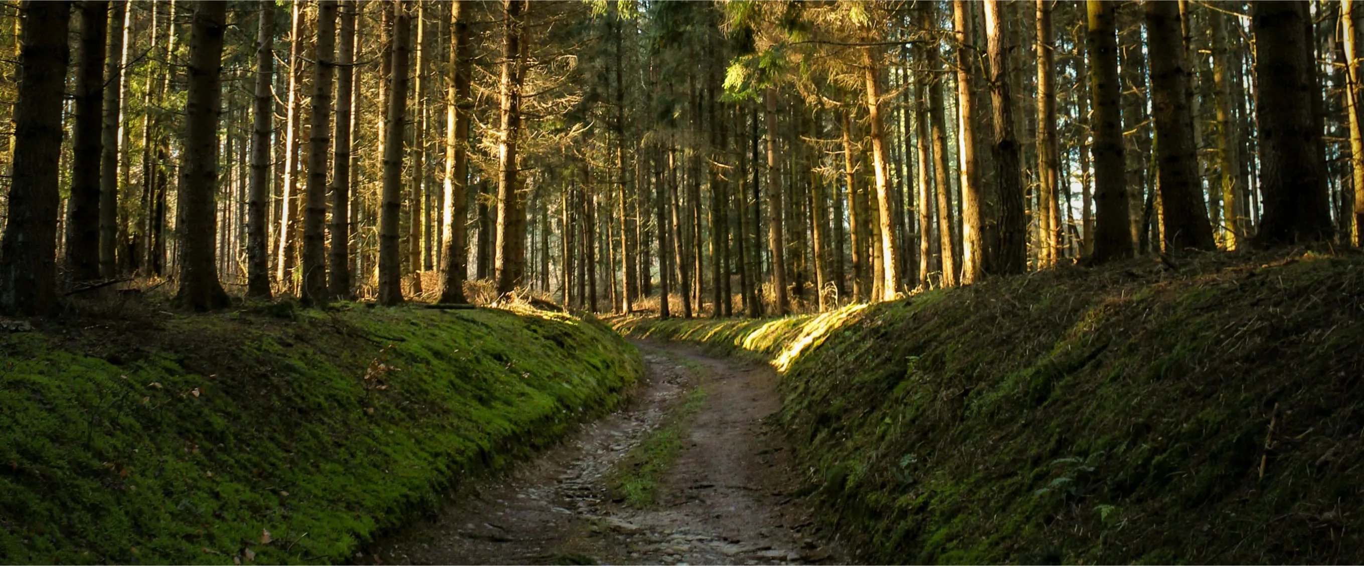 Лісова стежка