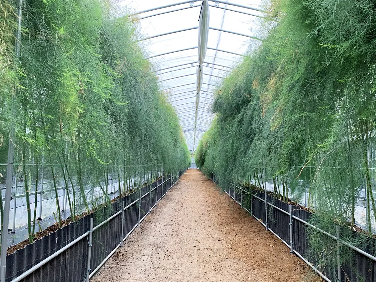 アスパラガス収穫器 鉄開閉量調整機能付き アスパラガス収穫器 鉄開閉量調整機能付き アスパラガス収穫器 鉄開閉