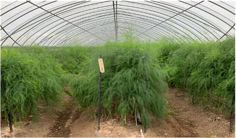 inaho株式会社 高畝アスパラガス収穫ロボット