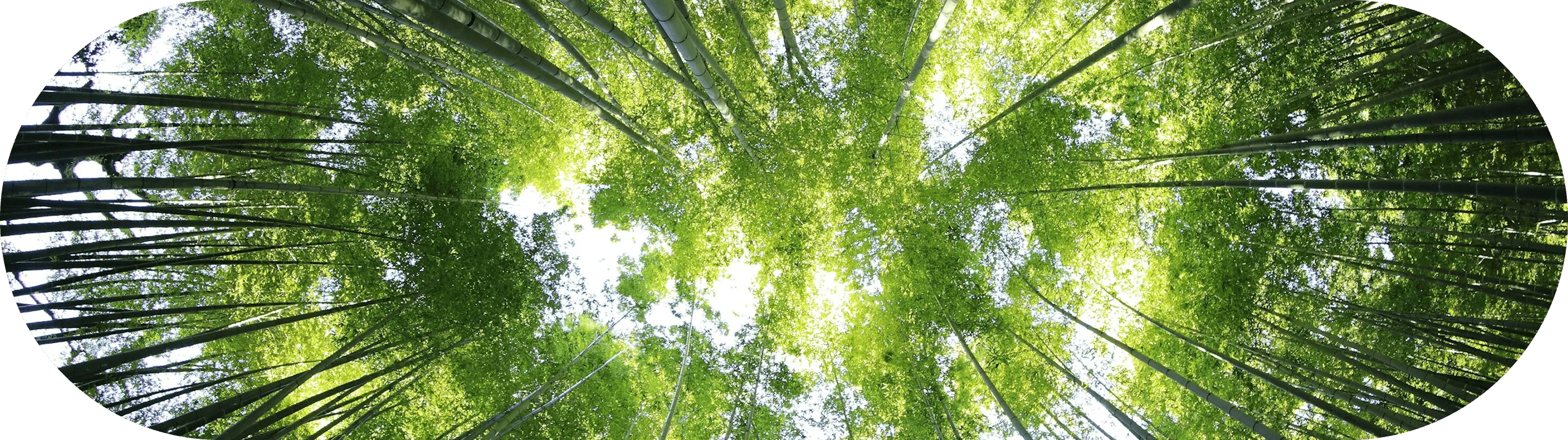 Looking up at a green forest