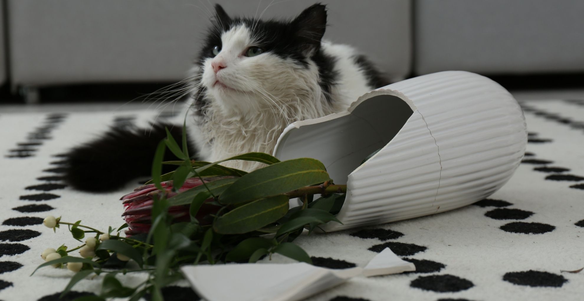 Kat met gebroken bloemenvaas