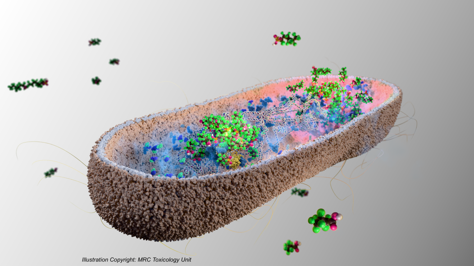 Supporting Natural Clearance: A Major Step Change in PFAS Reduction with Cambiotics