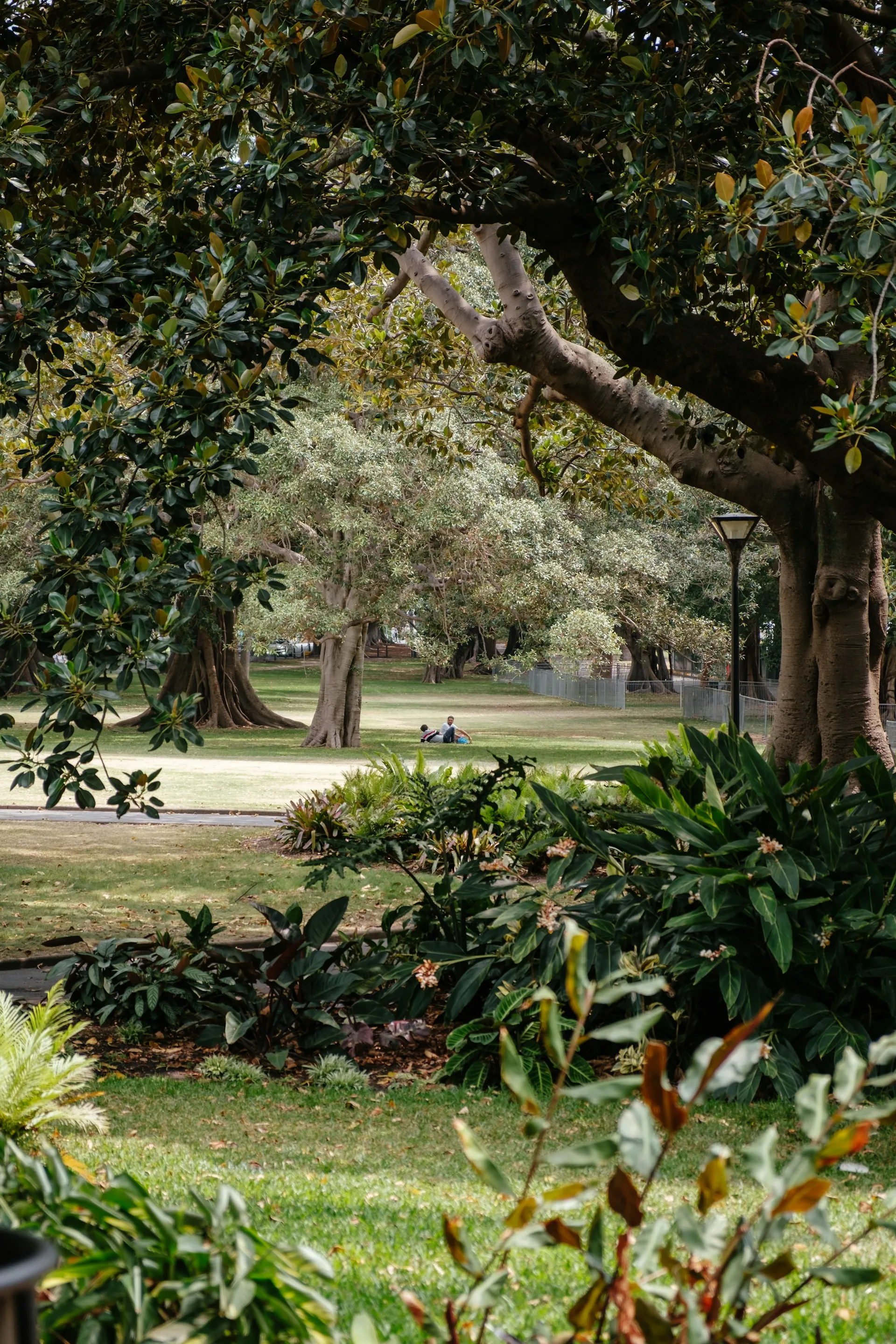 A lush scene in the Royal Botanic Gardens, Sydney, featuring large trees with sprawling branches, green foliage, and a couple relaxing on the grass in the distance.