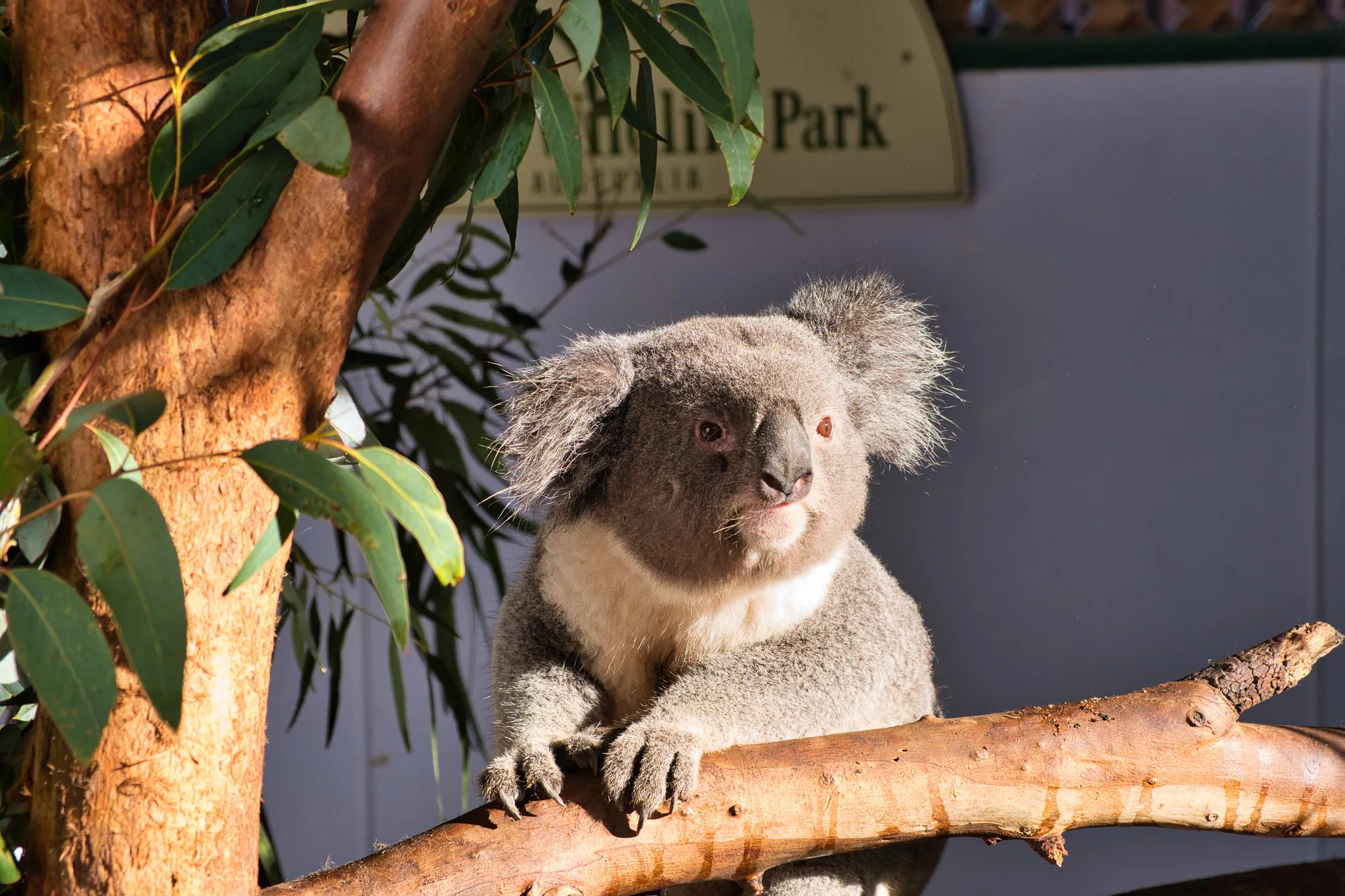 A koala perched on a tree branch, surrounded by eucalyptus leaves, at Featherdale Wildlife Park.