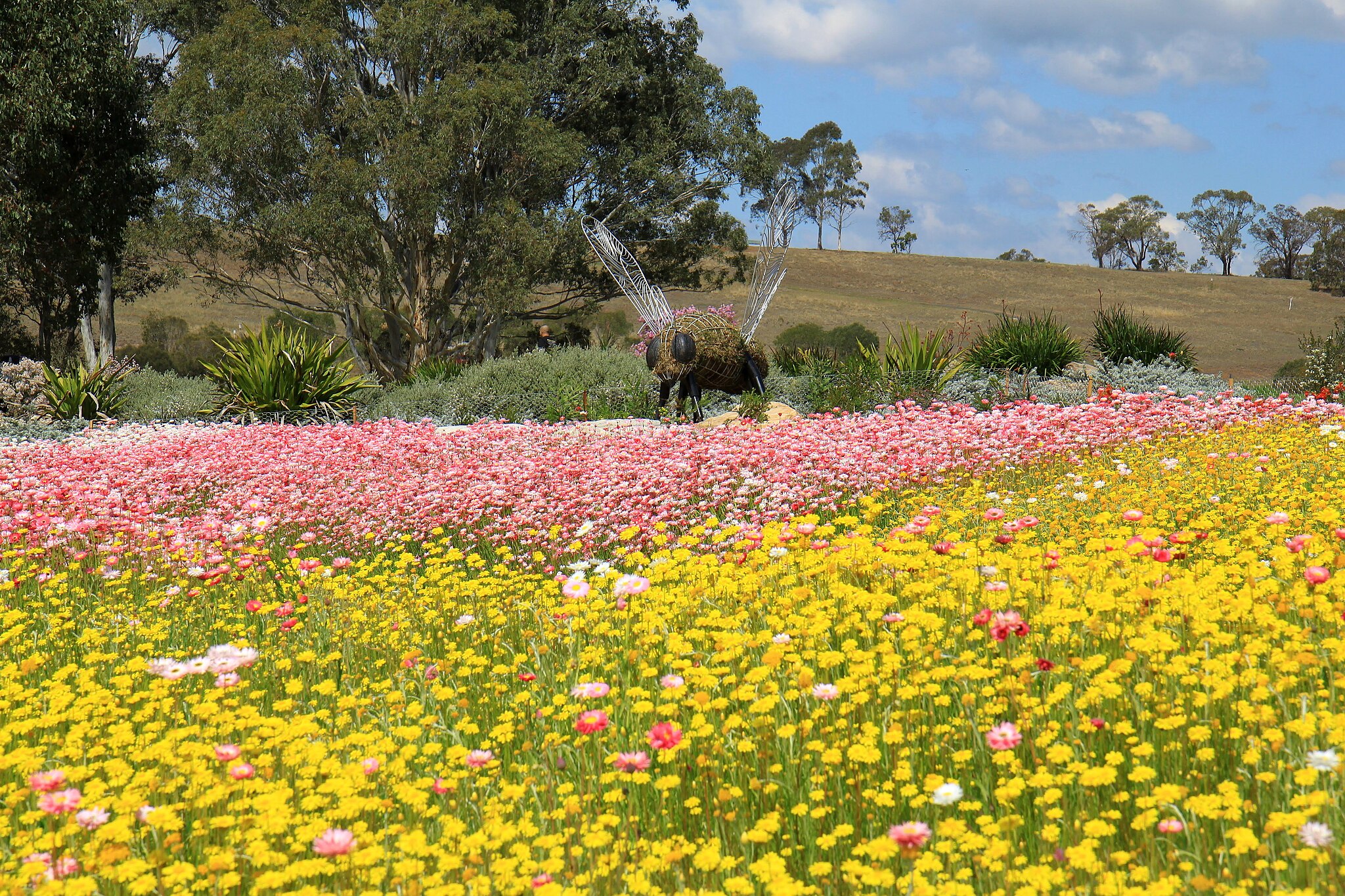 Australian Botanic Garden Mount Annan. Credit: AlexBatura, Wikimedia Commons: https://commons.wikimedia.org/wiki/File:Australian_Botanic_Garden_Mount_Annan_09.jpg