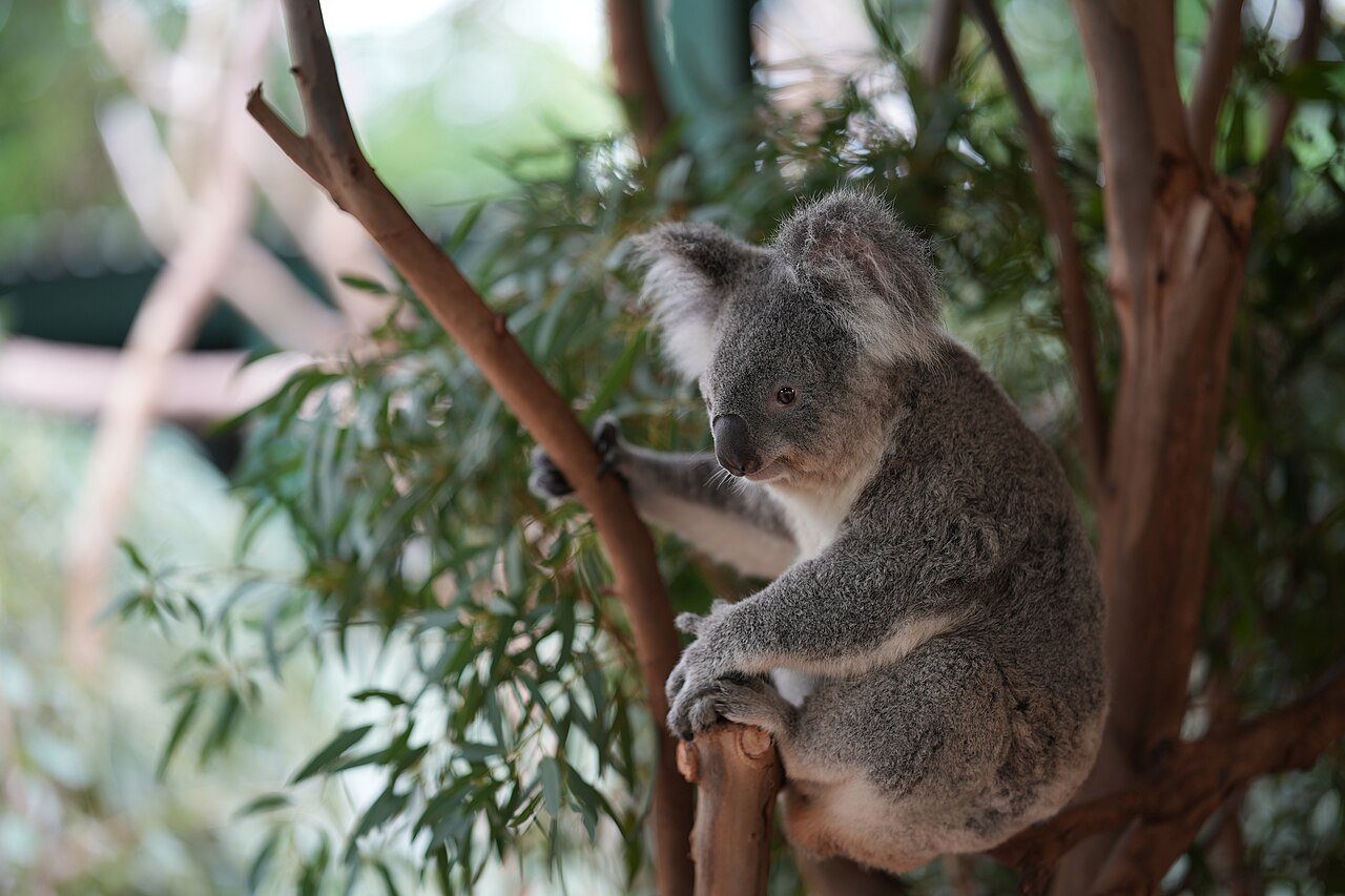 A koala at Featherdale Wildlife Park 2025. Credit: Sadopaul, Wikimedia Commons: https://commons.wikimedia.org/wiki/File:A_koala_at_Featherdale_Wildlife_Park_2025_(17).jpg