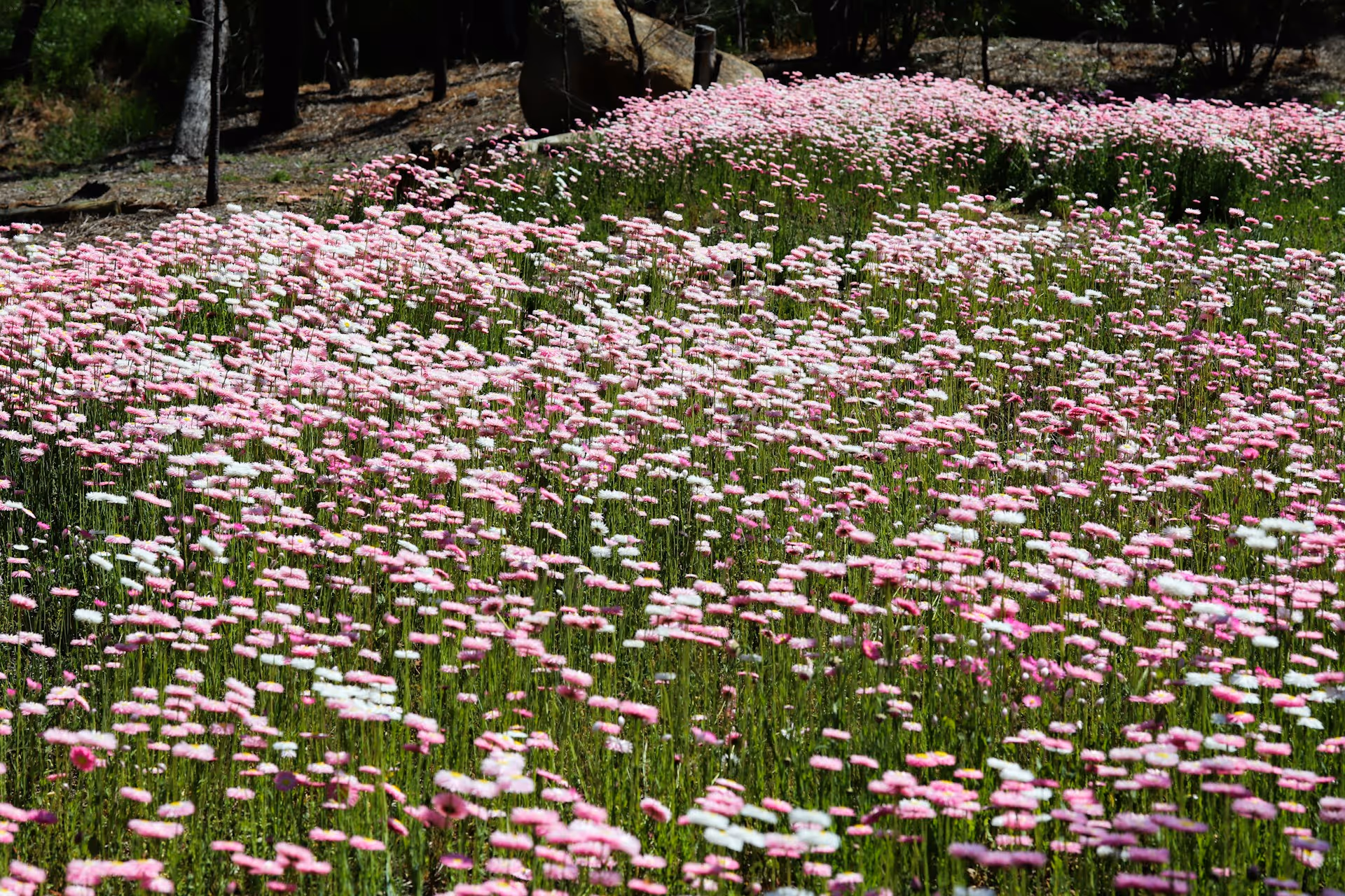 Field of pink and white wildflowers in bloom with trees in the background in York, Western Australia.
