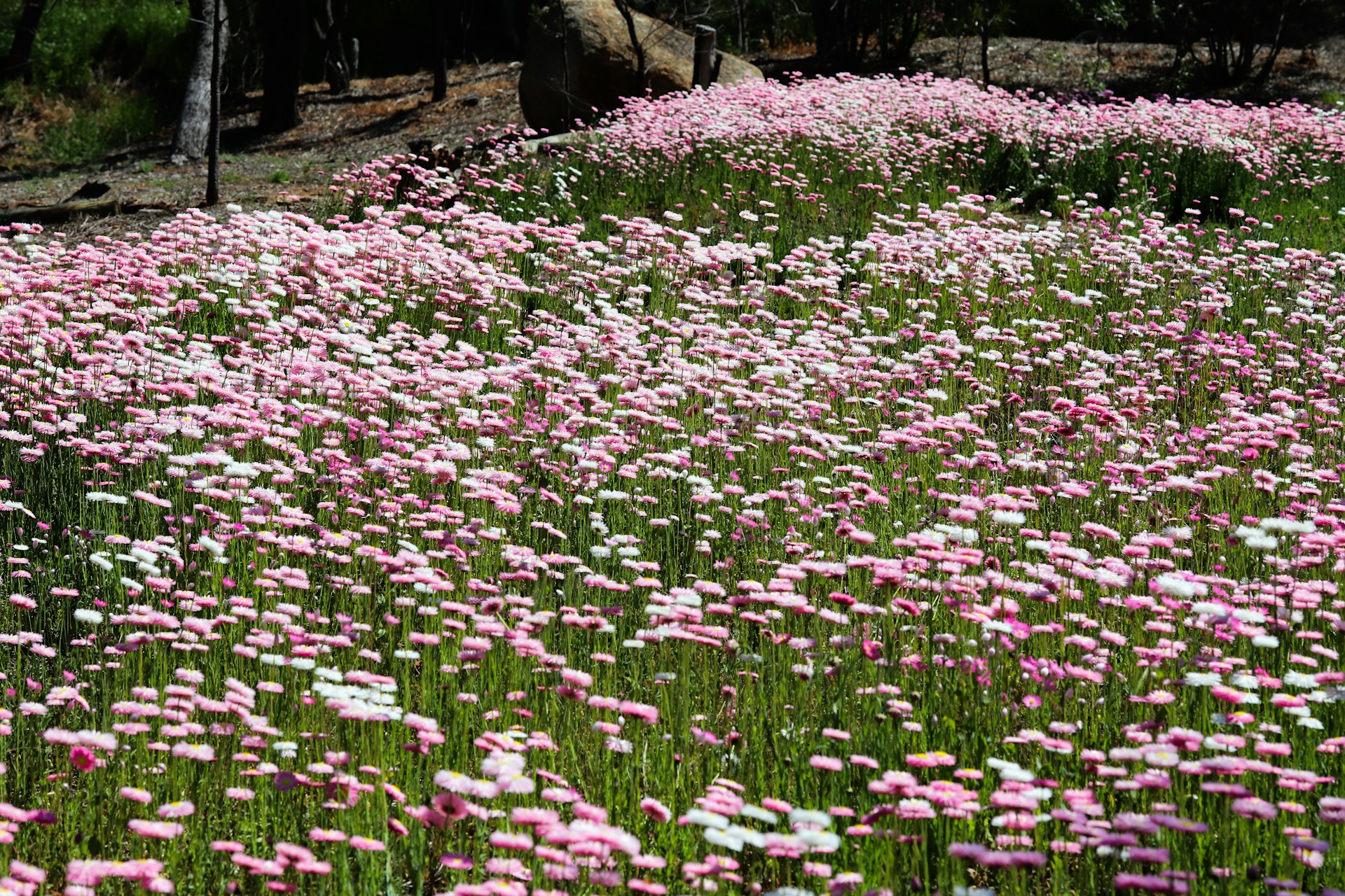 Field of pink and white wildflowers in bloom with trees in the background in York, Western Australia.