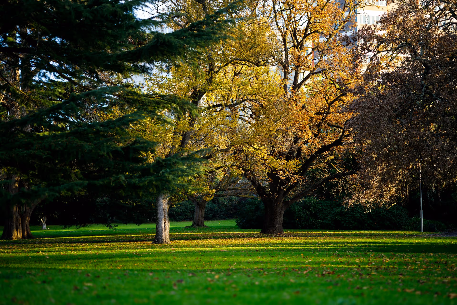 Sunlight filtering through autumn trees in a green open space at a park in Hawthorn, Melbourne.