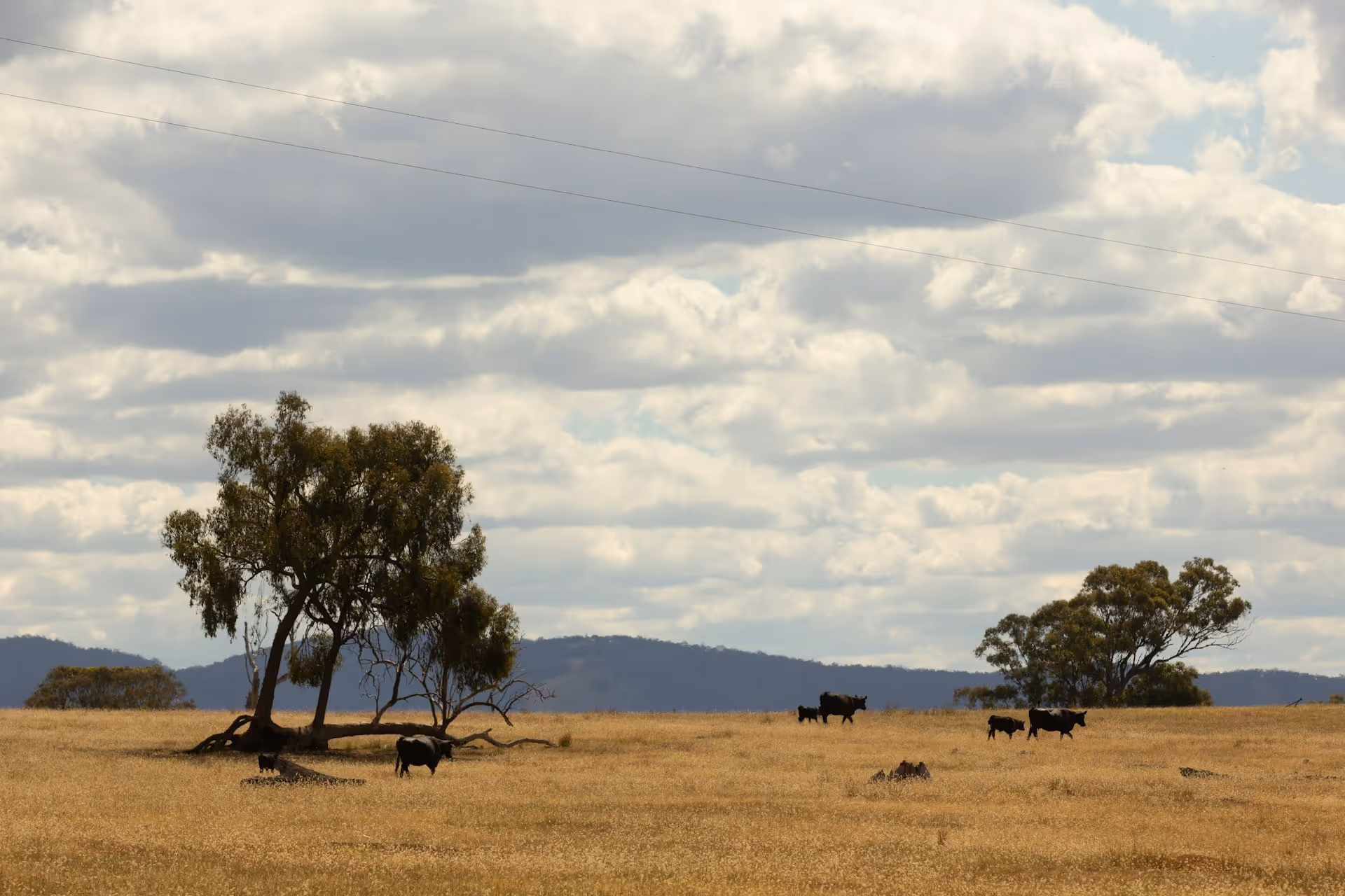 Cows grazing under scattered trees in a golden paddock near Beechworth, rural Victoria, Australia.
