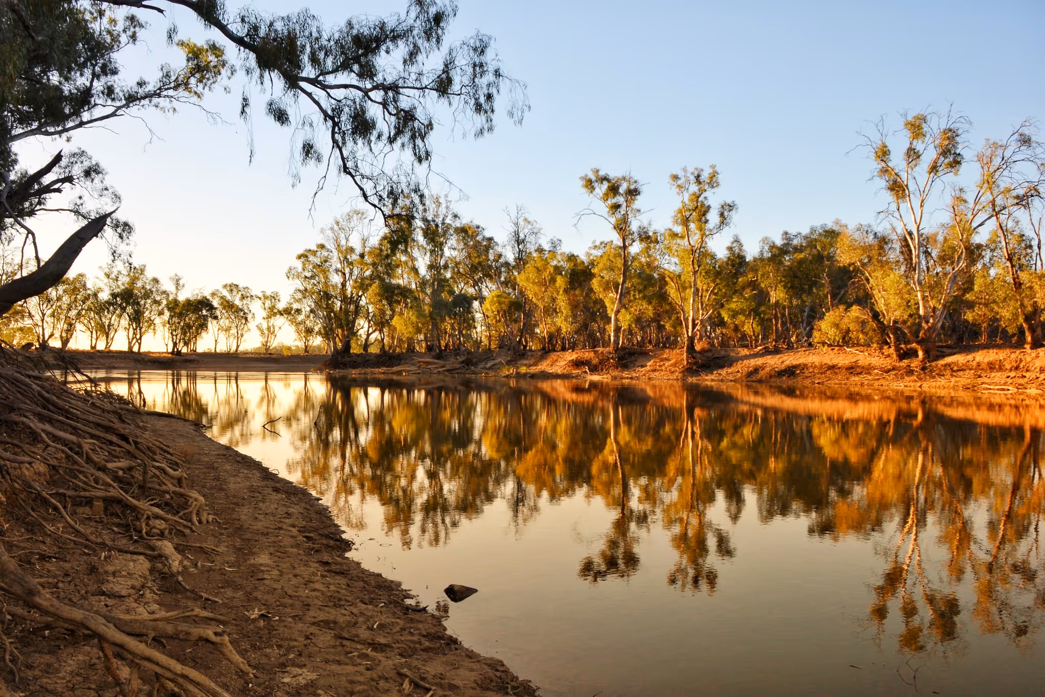 Reflection of gum trees along the Little Murray River at Swan Hill, Victoria. Credit: John Morton, Flickr: https://www.flickr.com/photos/184659367@N07/49904053357. License: https://creativecommons.org/licenses/by/2.0/