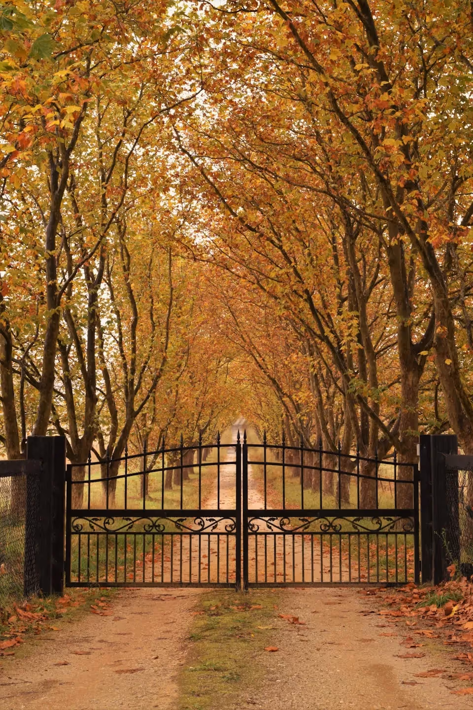 A picturesque driveway in Southern Highlands, Australia, featuring a gate leading to a pathway surrounded by autumnal trees with golden and orange leaves.