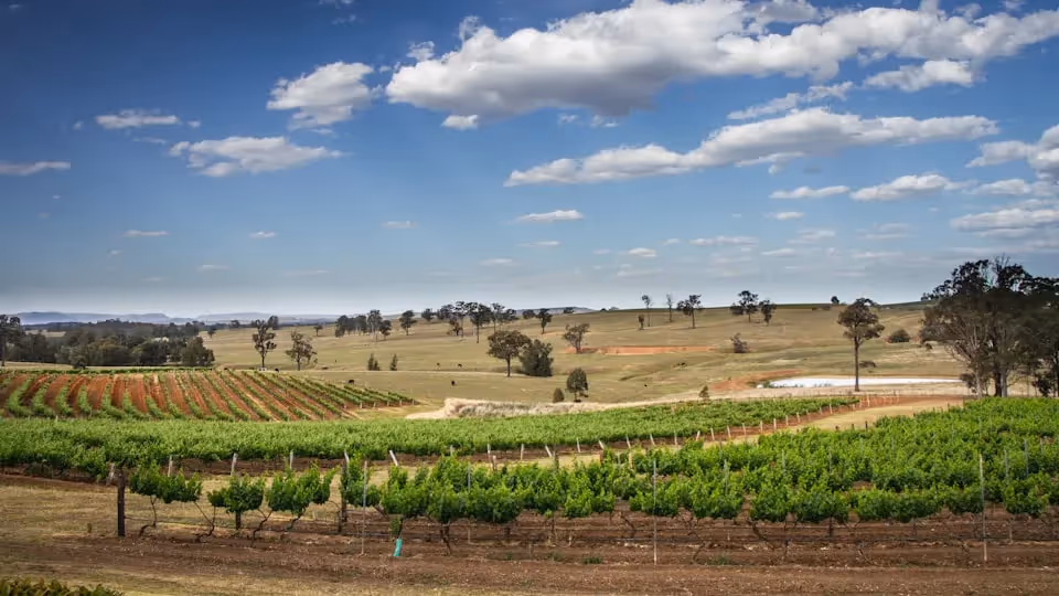A scenic view of a Hunter Valley vineyard with rows of lush grapevines under a bright blue sky dotted with clouds. The landscape stretches into the distance, with patches of trees and open fields, showcasing the serene beauty of the Hunter Valley.