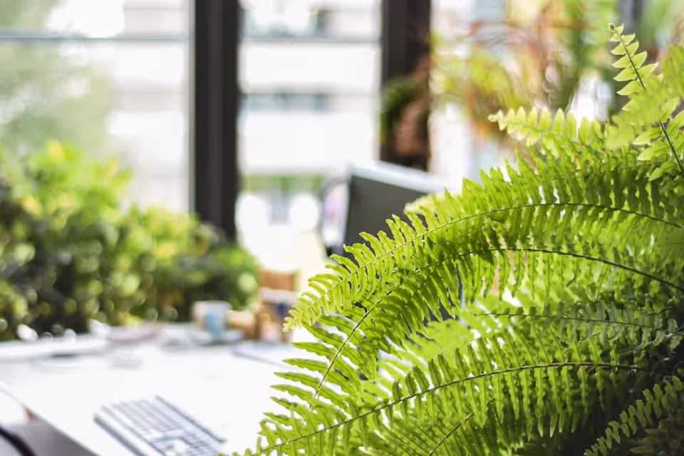 A bright office space filled with lush green plants, with a focus on a large fern in the foreground and a desk with a computer and keyboard visible in the background near large windows.