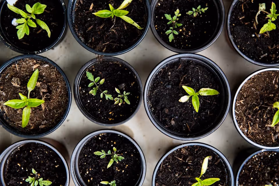 Top view of multiple small black pots containing young green seedlings planted in dark soil, arranged neatly on a light surface.