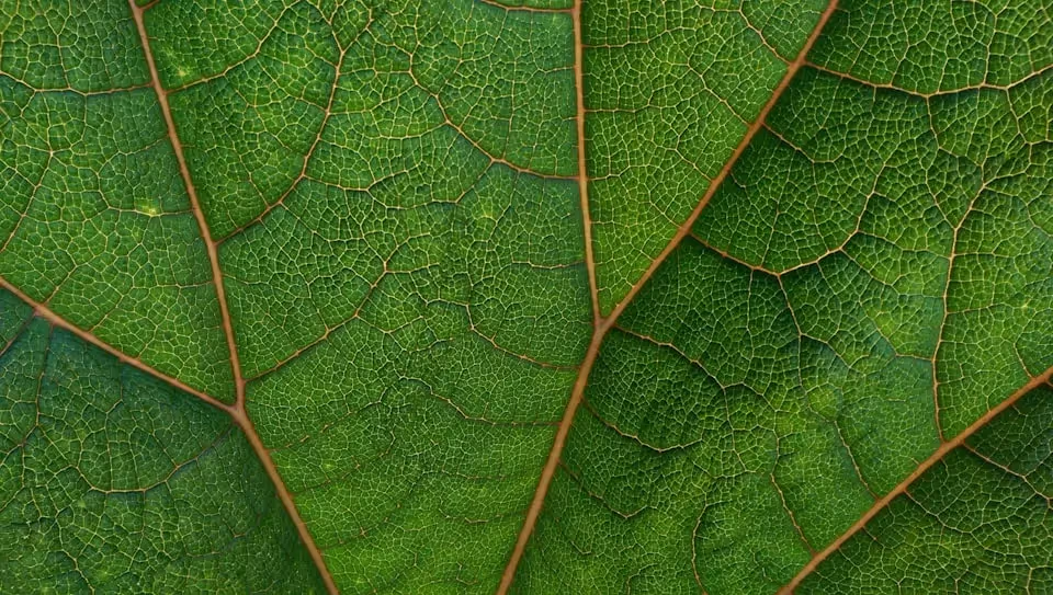 A close-up view of a green leaf showing its intricate vein pattern and texture.