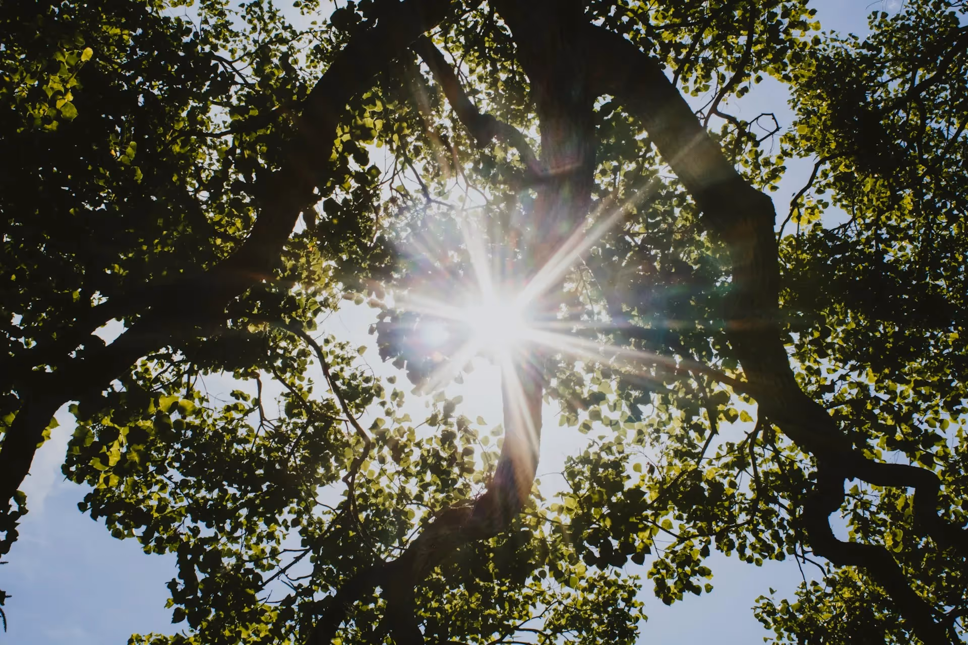 Sunlight shines through the tree canopy at the Royal Botanic Garden in Sydney.