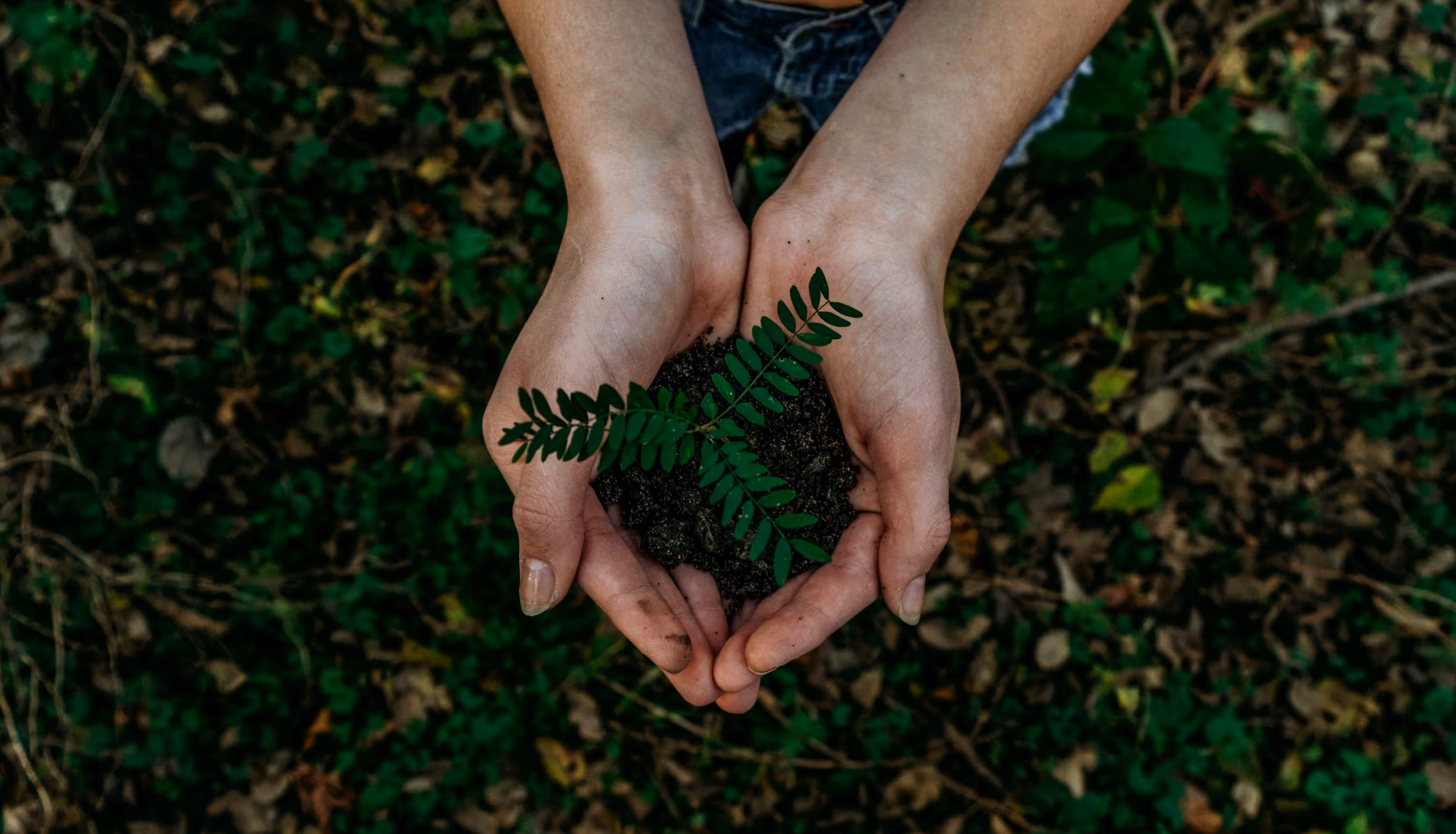 Hands holding soil with a small green plant, symbolising growth, sustainability, and environmental care.