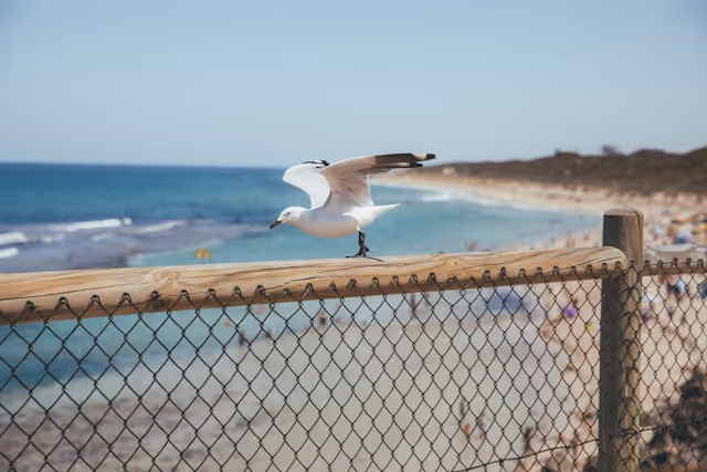 A seagull perched on a wooden fence overlooking the sandy shore and blue waters of Yanchep Lagoon on a sunny day.