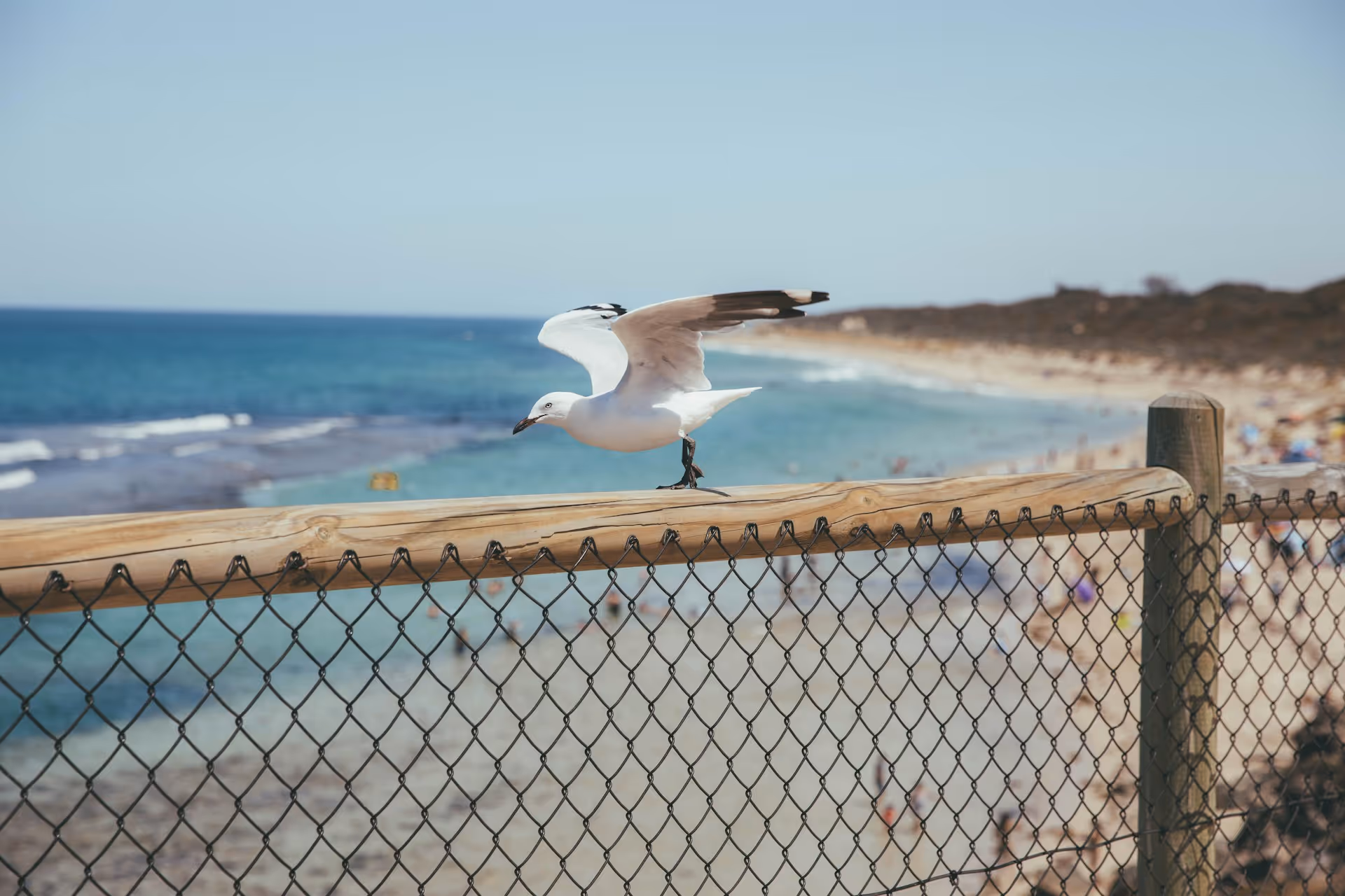 A seagull perched on a wooden fence overlooking the sandy shore and blue waters of Yanchep Lagoon on a sunny day.