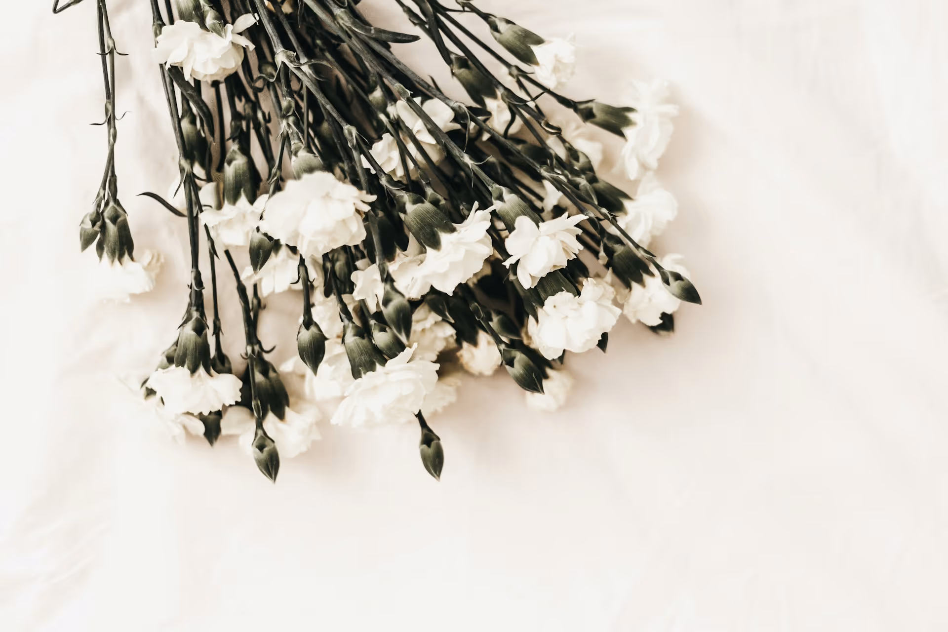 A bouquet of white carnations, symbolising remembrance and sympathy, laid on a soft white surface, reflecting the dignity and respect of a funeral service.