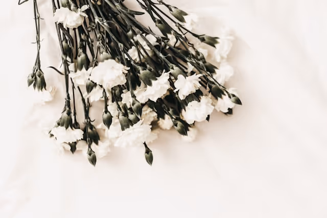 A bouquet of white carnations, symbolising remembrance and sympathy, laid on a soft white surface, reflecting the dignity and respect of a funeral service.