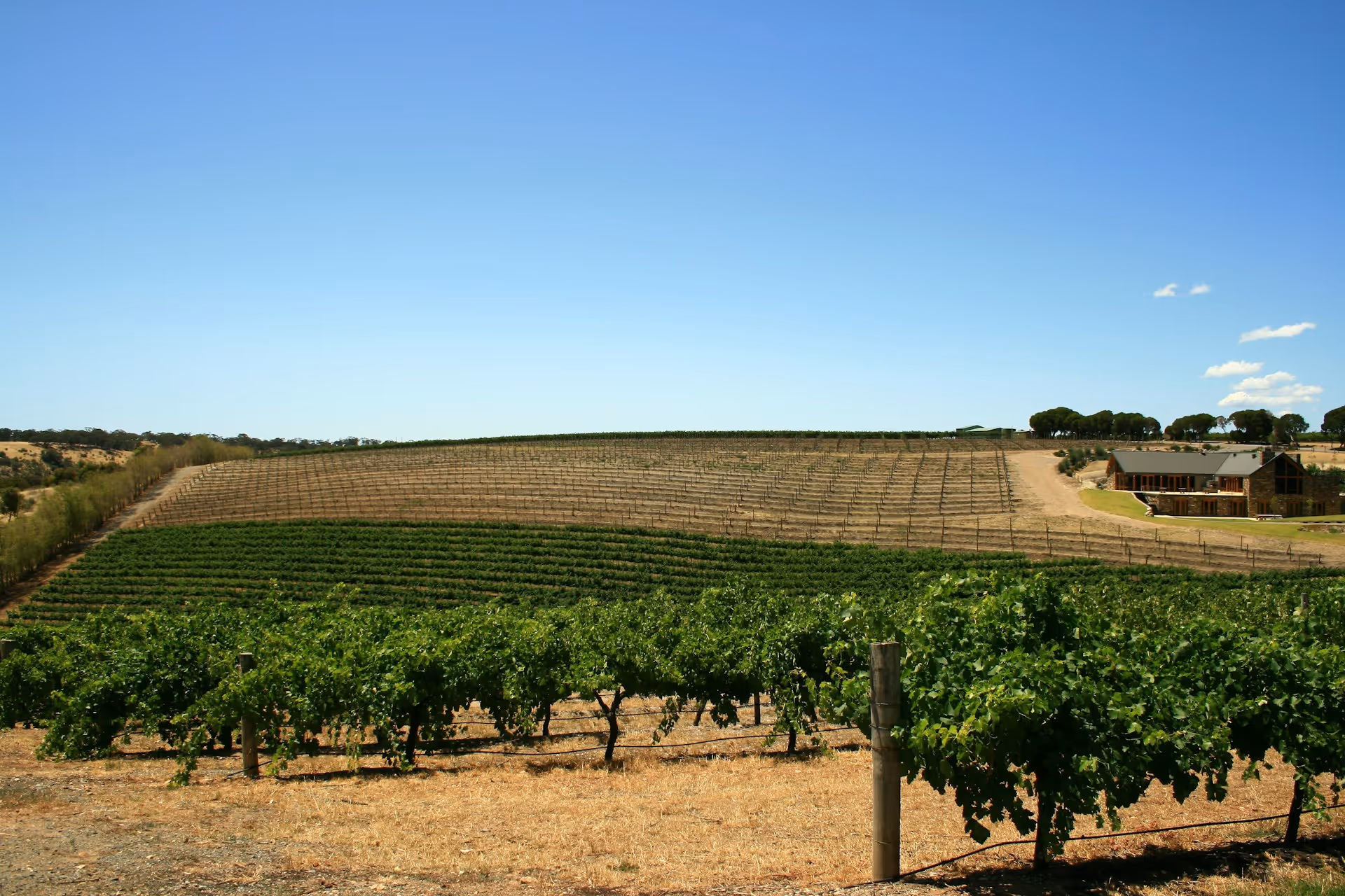 Rows of grapevines stretch across gently sloping hills under a clear blue sky in South Australia's Barossa Valley
