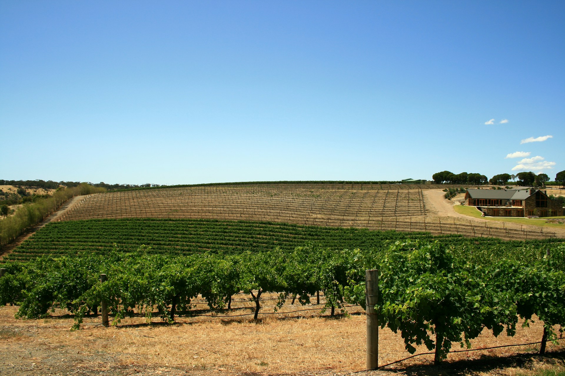 Rows of grapevines stretch across gently sloping hills under a clear blue sky in South Australia's Barossa Valley