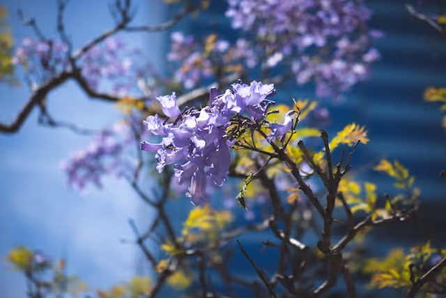 Close-up of jacaranda blossoms in full bloom during spring in Sydney.