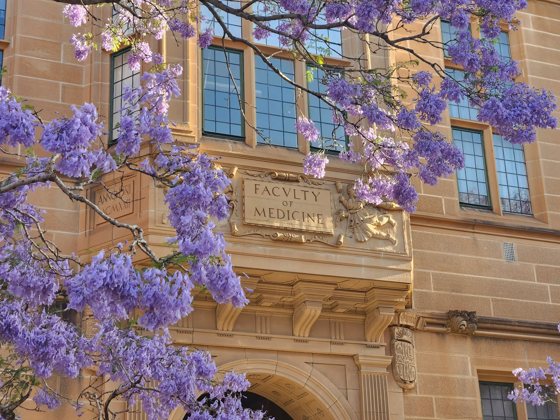 Jacaranda blossoms in full bloom frame the sandstone entrance of the University of Sydney’s Faculty of Medicine, capturing one of Sydney’s most iconic springtime views.