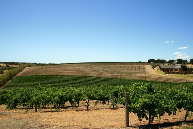 Rows of grapevines stretch across the rolling hills of South Australia’s Barossa Valley under a bright blue sky.